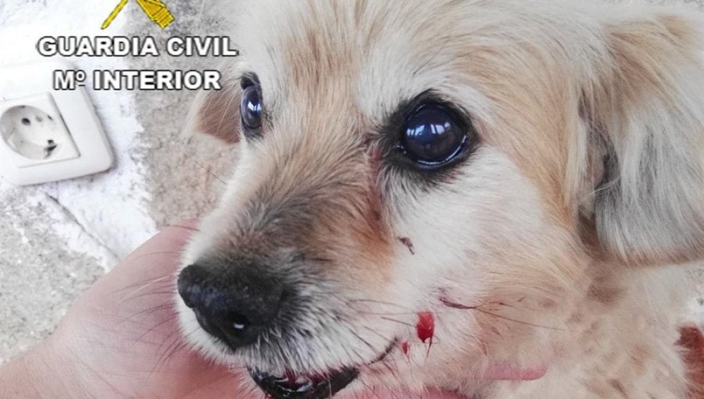 Perro agredido por un desconocido