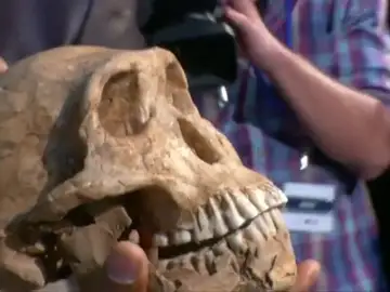 Frame 18.699829 de: Un fósil demuestra la convivencia entre el primer hombre y una especie de homínido Frame 18.699829 de: Un fósil demuestra la convivencia entre el primer hombre y una especie de homínido