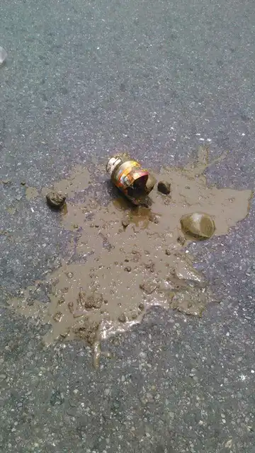 Excrementos en Venezuela Excrementos en Venezuela