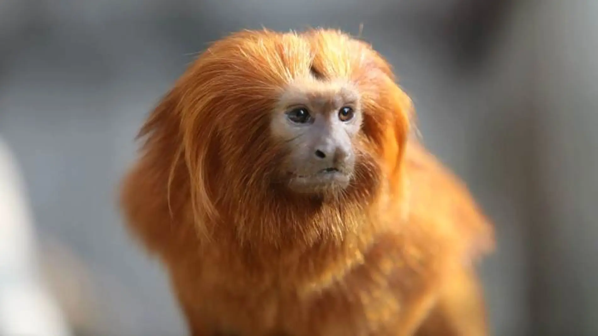 Tamarino león dorado - Imagen de archivo Tamarino león dorado - Imagen de archivo