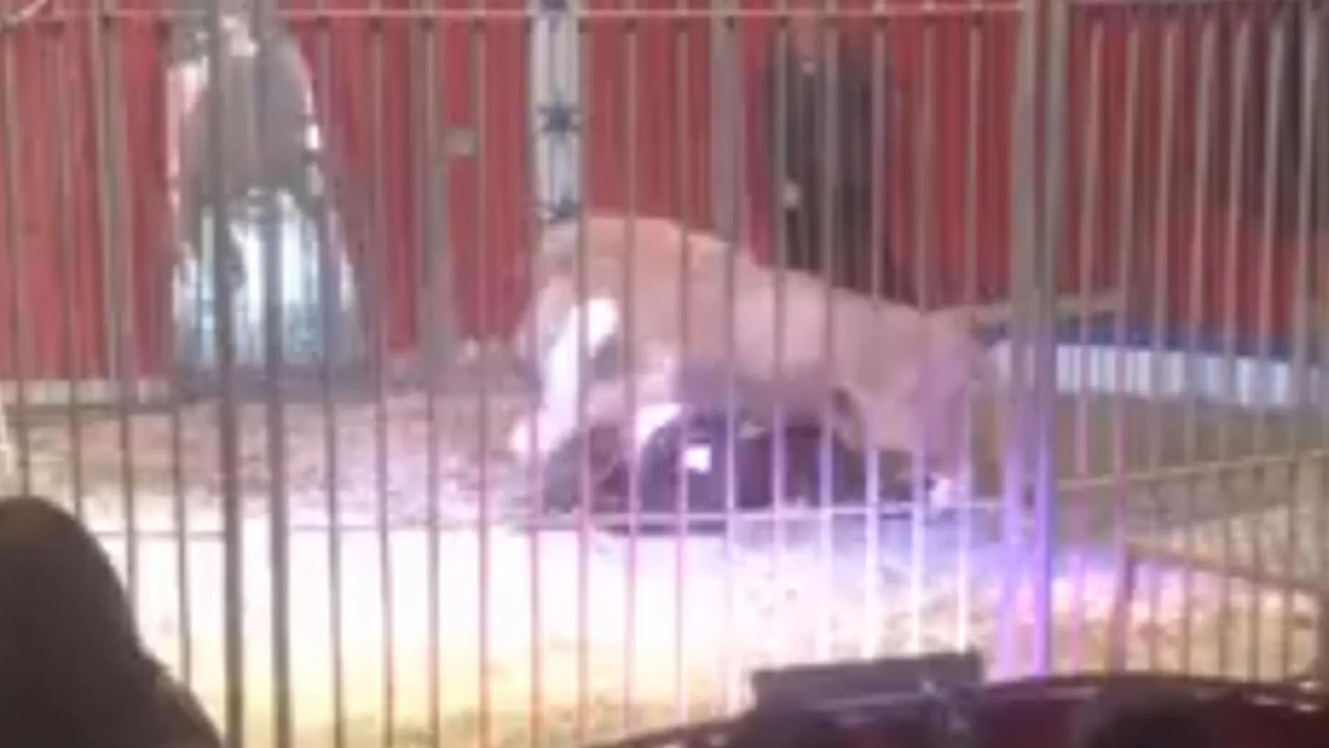 Un león ataca a su domador en Francia Un león ataca a su domador en Francia