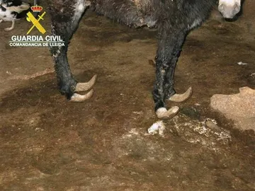 El burro en pésimas condiciones El burro en pésimas condiciones