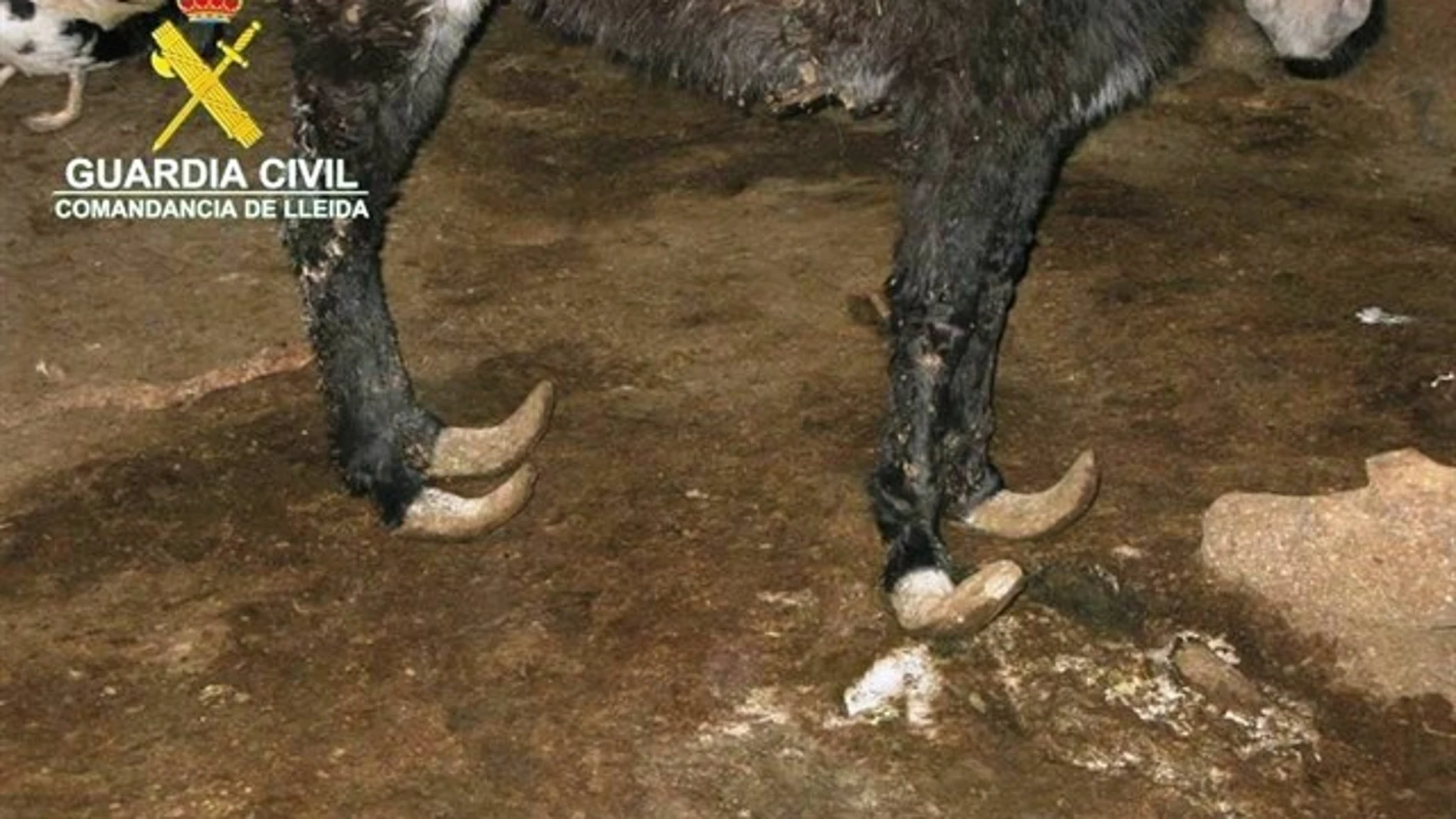 El burro en pésimas condiciones El burro en pésimas condiciones