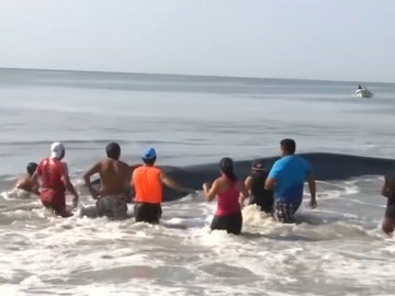 Ayudan a una ballena varada