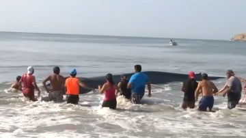 Ayudan a una ballena varada