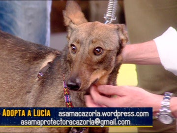 Adopta a Lucía, la perrita que fue abandonada en las vías de un tren con solo dos meses