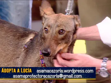 Adopta a Lucía, la perrita que fue abandonada en las vías de un tren con solo dos meses Adopta a Lucía, la perrita que fue abandonada en las vías de un tren con solo dos meses