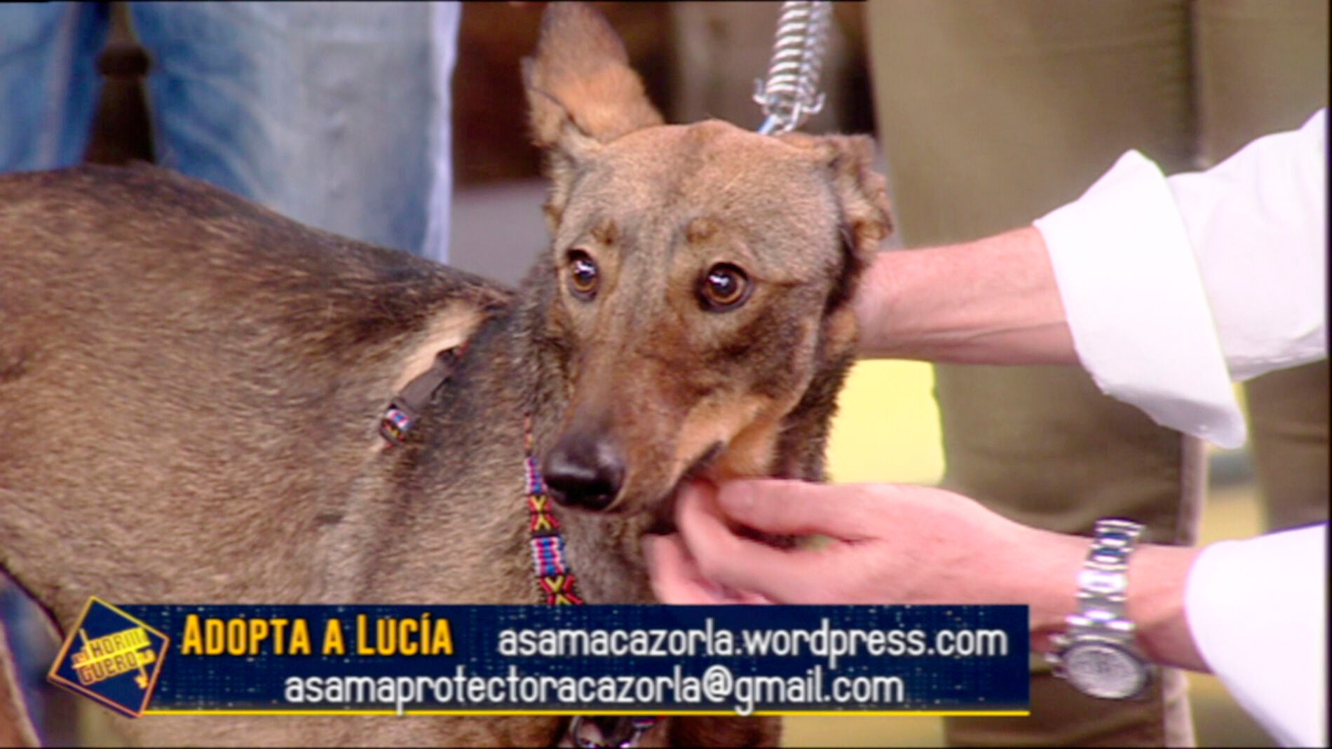 Adopta a Luc&iacute;a, la perrita que fue abandonada en las v&iacute;as de un tren con solo dos meses