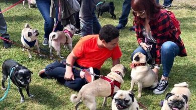 Un niño autista que ama a los perros carlinos recibe el mejor regalo de cumpleaños