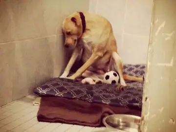 El perro más triste del mundo podría ser sacrificado El perro más triste del mundo podría ser sacrificado