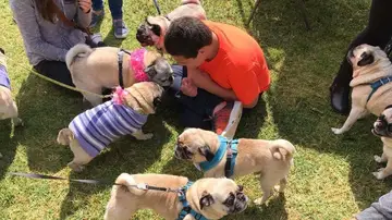 Andrew celebra su fiesta de cumpleaños con más de 80 carlinos gracias a la sorpresa de su hermana Andrew celebra su fiesta de cumpleaños con más de 80 carlinos gracias a la sorpresa de su hermana