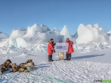 Un censo de Groenlandia,hecho por españoles, revela más animales que personas Un censo de Groenlandia,hecho por españoles, revela más animales que personas