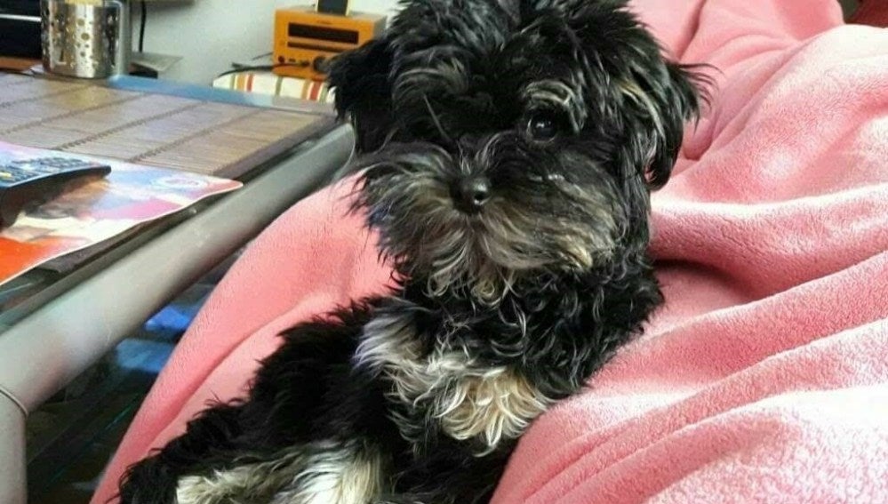 Buscan a Zoe, una perrita robada en Madrid