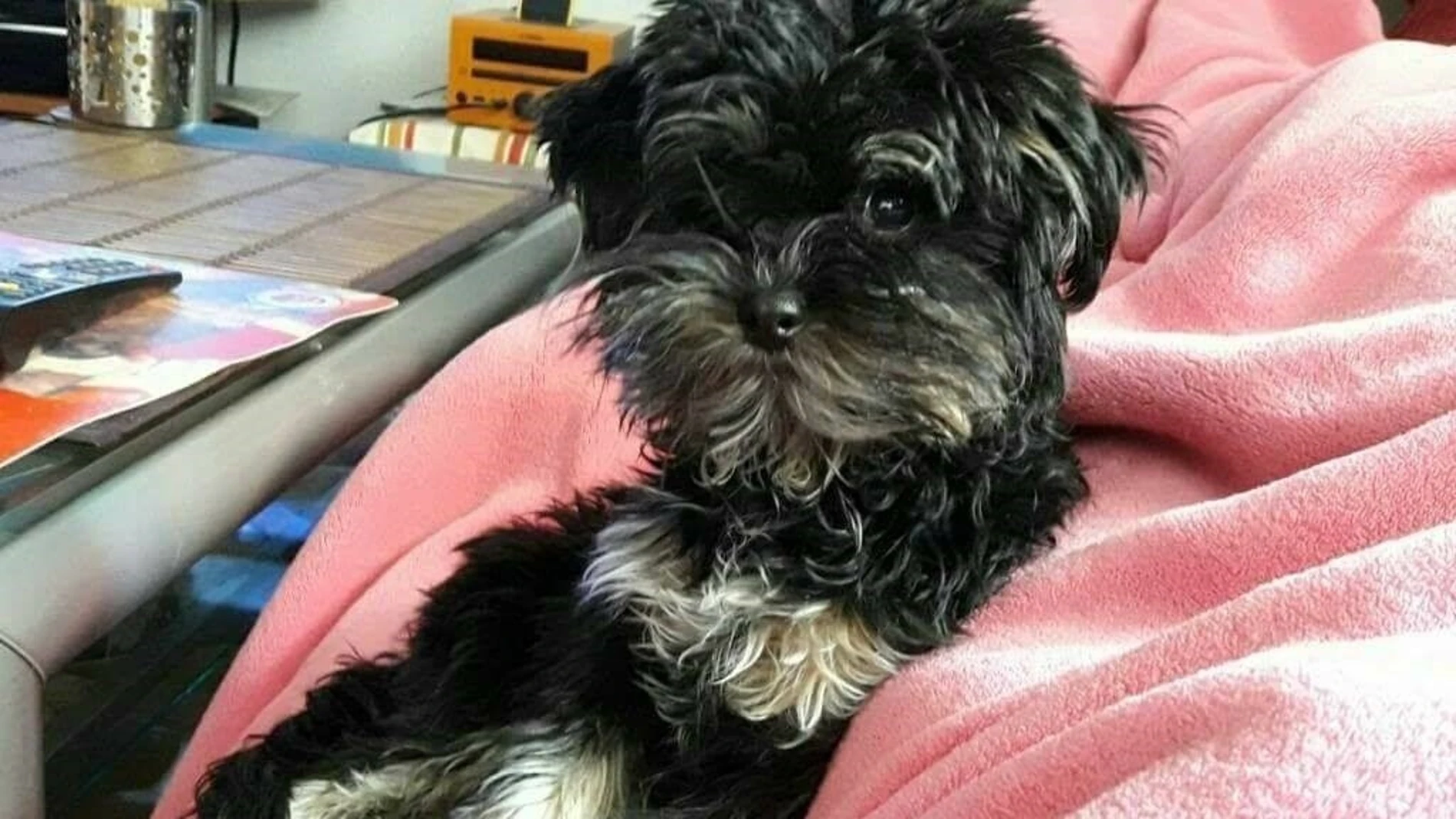 Buscan a Zoe, una perrita robada en Madrid Buscan a Zoe, una perrita robada en Madrid