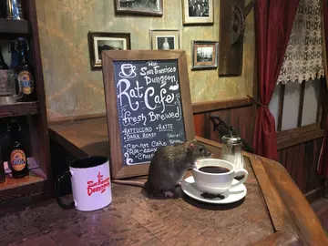 Abren una cafetería donde podrás tomar algo mientras ratas corretean a tu alrededor Abren una cafetería donde podrás tomar algo mientras ratas corretean a tu alrededor