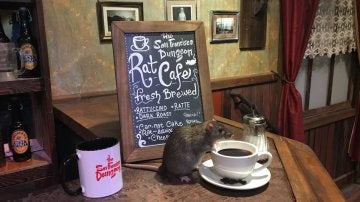 Abren una cafetería donde podrás tomar algo mientras ratas corretean a tu alrededor 