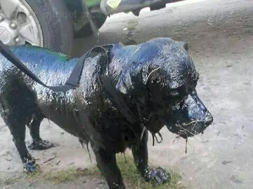'Petróleo', tras ser rescatado 'Petróleo', tras ser rescatado