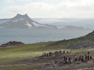 La vida vegetal de la Antártida crece debido al cambio climático