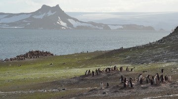 La vida vegetal de la Antártida crece debido al cambio climático