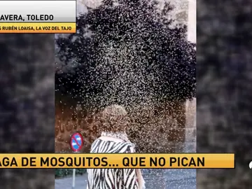 Frame 25.843924 de: mosquitos Frame 25.843924 de: mosquitos