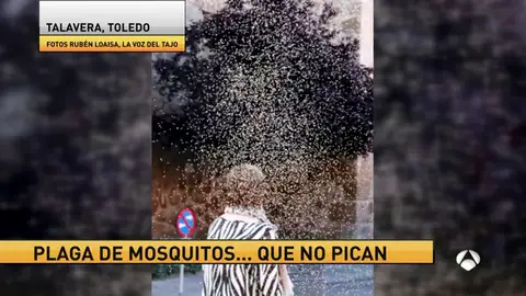 Frame 25.843924 de: mosquitos Frame 25.843924 de: mosquitos
