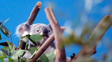 Un koala en un eucalipto