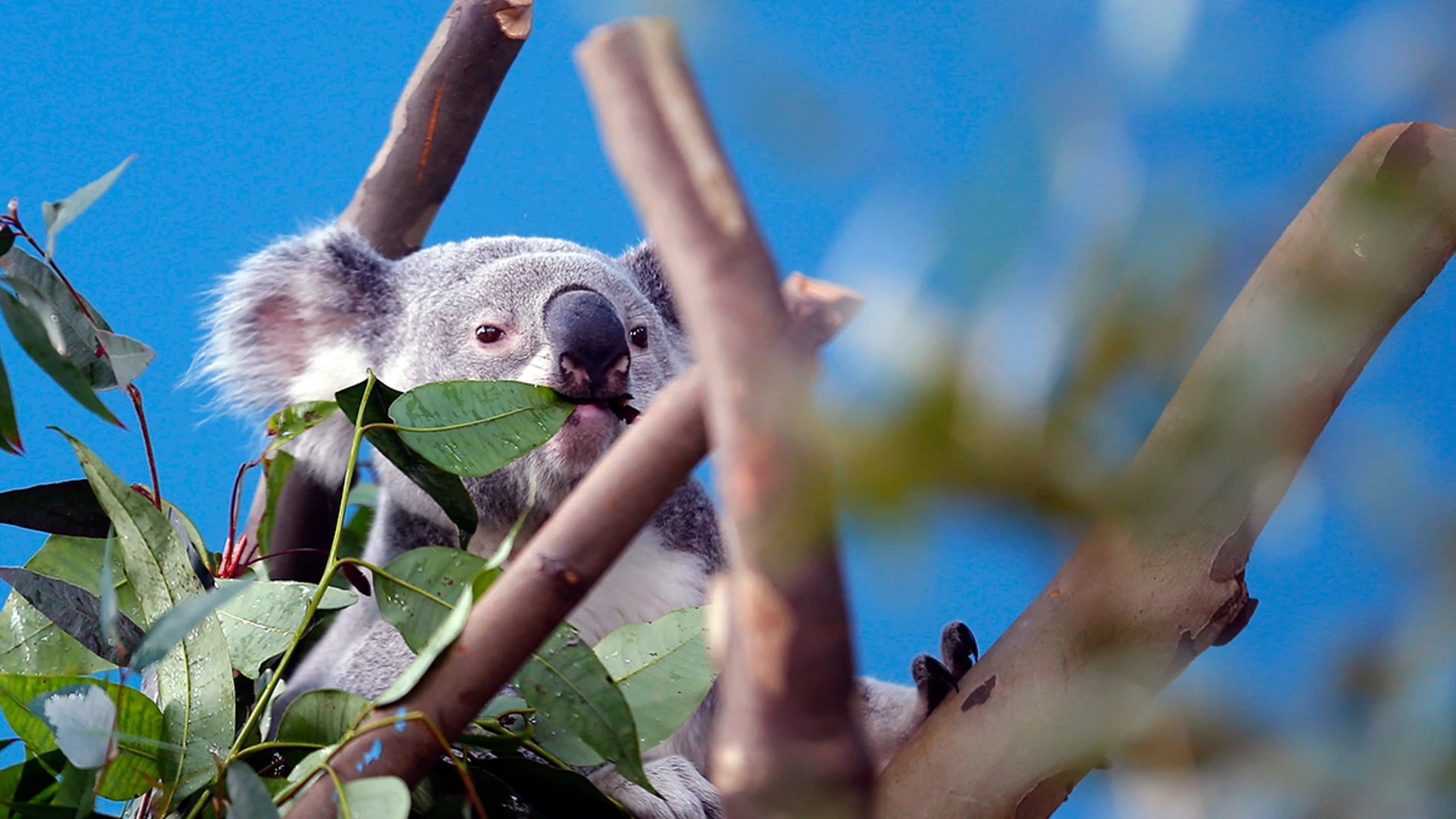 Un koala en un eucalipto Un koala en un eucalipto