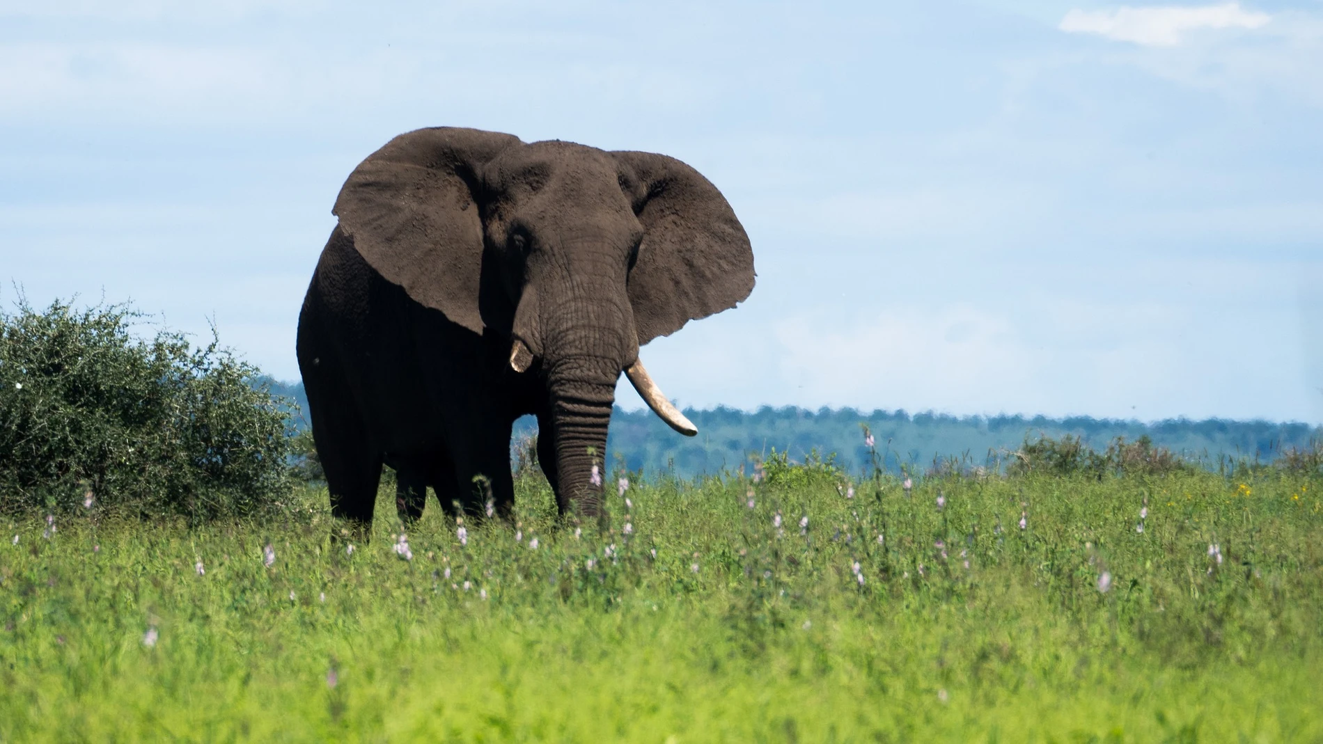 Un elefante en una imagen de archivo Un elefante en una imagen de archivo