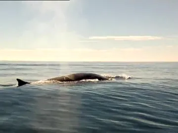 Ballenas vistas desde Torrevieja Ballenas vistas desde Torrevieja