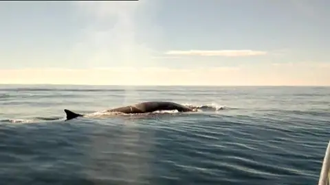 Ballenas vistas desde Torrevieja Ballenas vistas desde Torrevieja