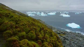 Musgo en la Antártida