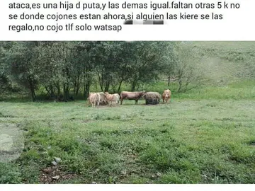 Anuncio: "se regalan vacas" Anuncio: "se regalan vacas"