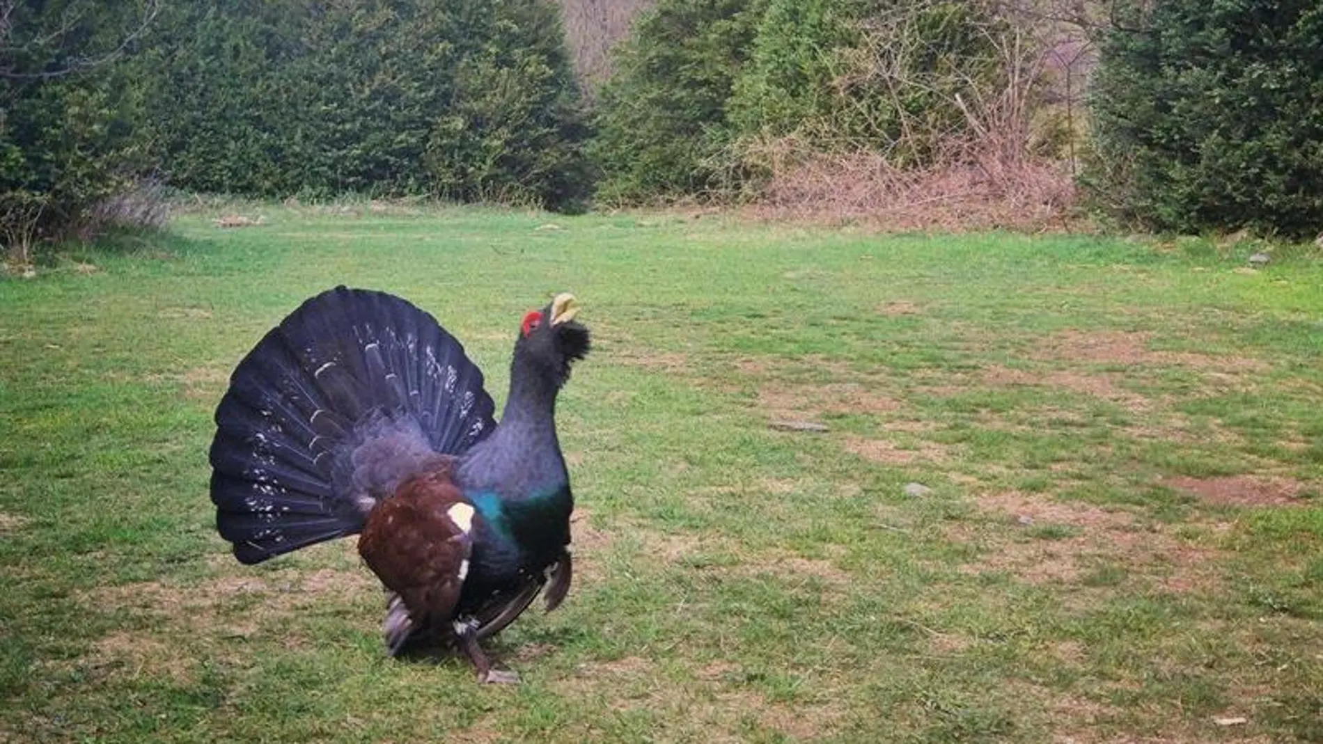 Imagen de un urogallo macho facilitado por el Gobierno aragonés Imagen de un urogallo macho facilitado por el Gobierno aragonés