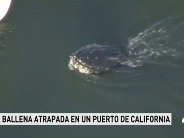 Frame 10.206806 de: ballena