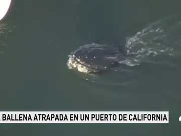 Frame 10.206806 de: ballena Frame 10.206806 de: ballena