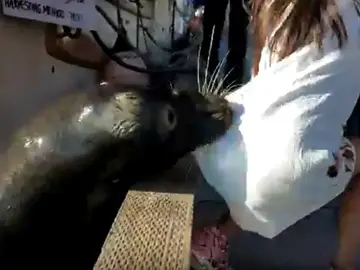 Un león marino arrastra a una niña hasta el agua Un león marino arrastra a una niña hasta el agua