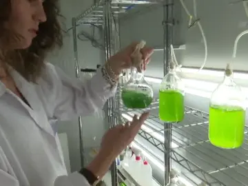 Frame 29.518222 de: Iberia y Aena quieren usar microalgas como combustible para los aviones Frame 29.518222 de: Iberia y Aena quieren usar microalgas como combustible para los aviones