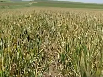 Frame 84.13 de: SEQUIA Frame 84.13 de: SEQUIA