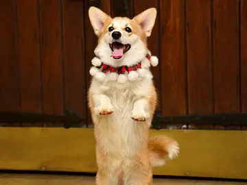 Un perro sosteniéndose a dos patas Un perro sosteniéndose a dos patas