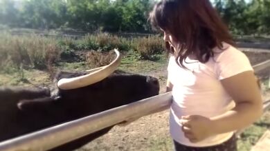 Recogen más de 160.000 firmas para salvar a la vaca Margarita del sacrificio