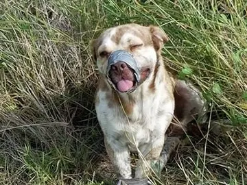 El perro atado con cinta adhesiva y un tubo. El perro atado con cinta adhesiva y un tubo.