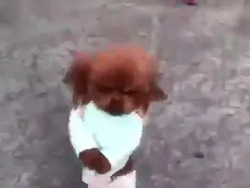 Un caniche camina a dos patas por la calle Un caniche camina a dos patas por la calle