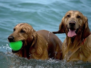 Dos perros dándose un baño