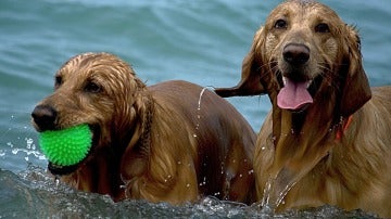 Dos perros d&aacute;ndose un ba&ntilde;o