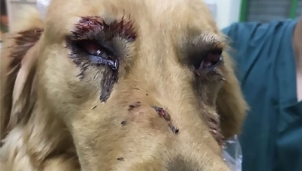 Las del golden retriever tras el viaje en avión