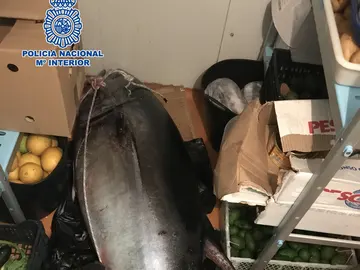 El atún rojo que se confundió con un cadáver El atún rojo que se confundió con un cadáver