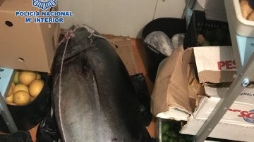El atún rojo que se confundió con un cadáver