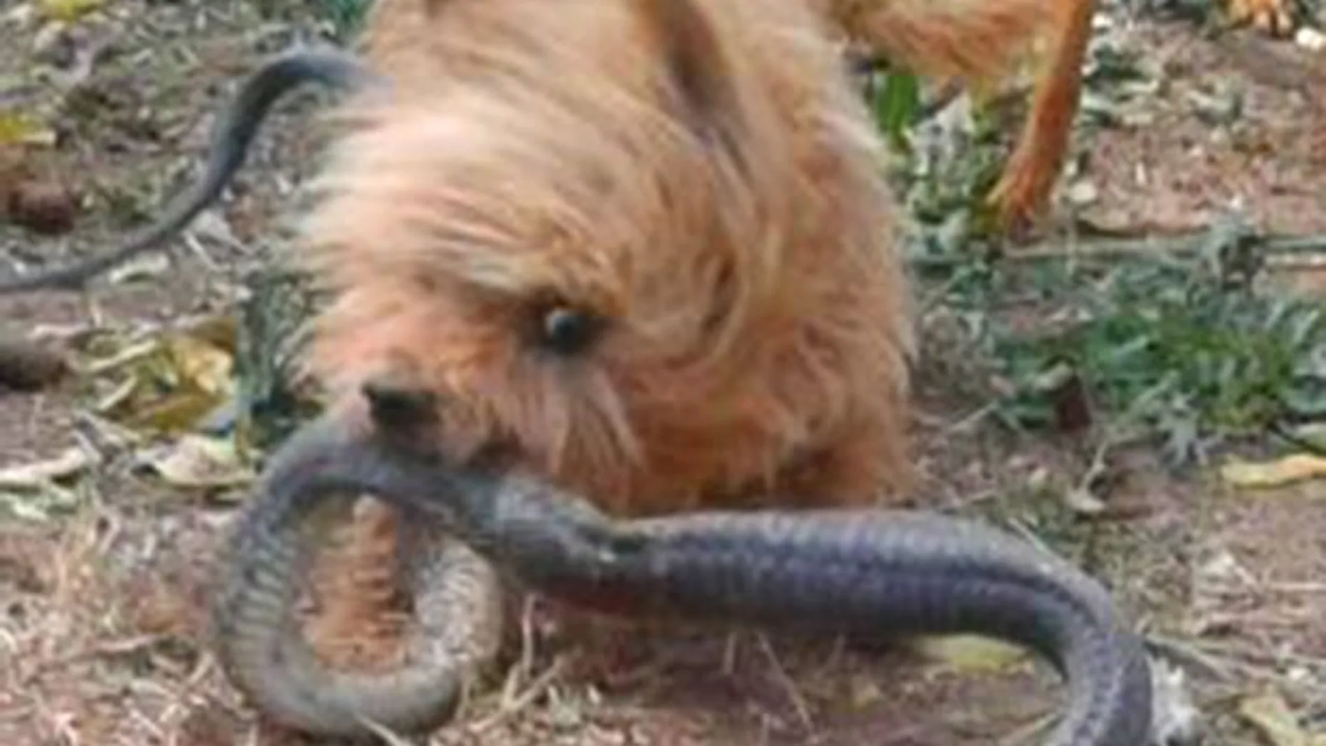 Spike sacrificó su vida para salvar la de su dueña Spike sacrificó su vida para salvar la de su dueña
