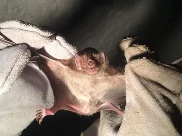 Un muciérlago vampiro capturado por un miembro de control de pragas Un muciérlago vampiro capturado por un miembro de control de pragas