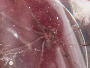 Ejemplar de araña violinista Ejemplar de araña violinista
